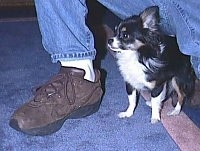 A long-haired Chihuahua is sitting on a rug and standing next to a persons leg