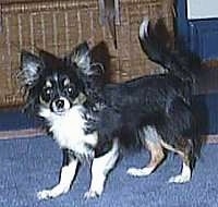 Peanut Butter the Chihuahua is standing on a rug in front of a basket