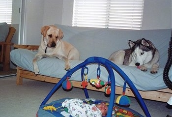 Kobe and Brady the Labrador and Husky up on a couch looking down at Jake the infant on the floor below them who is laying under a baby mobile