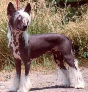 A Chinese Crested Hairless is standing on a dirt path with large grass behind it