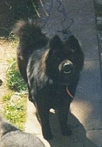 Kayla the black Chow Chow is standing on a sidewalk and looking up at the camera holder