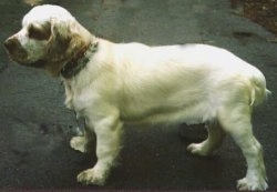 Left Profile - Maui the Clumber Spaniel is standing on a rock and looking to the left