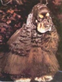 A Chocolate American Cocker Spaniel with lots of long hair is standing in front of a backdrop and it is looking down and to the right.