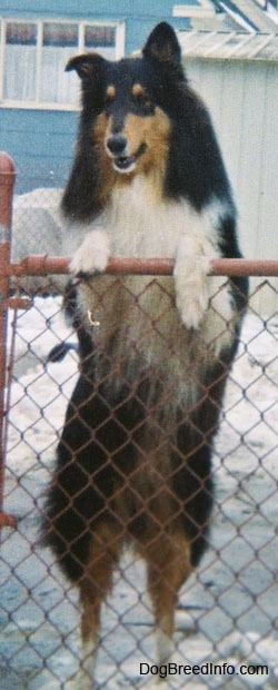Shane the black, tan and white tricolor Rough Collie is jumped up with his front paws on the top of a chain link fence. There is snow all over the ground and a blue house behind him.