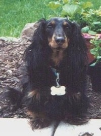 Katie the Black and tan Dachshund is sitting in a flower bed
