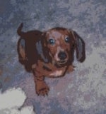 Rusty Kash the Brown Mini Dachshund is sitting on a carpet with a dog toy next to him