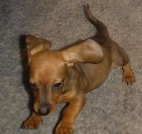 Bosconshvegan Haagan the brown Dachshund is running across a carpet in a house