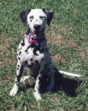 Molly the Dalmatian is wearing a red collar sitting outside with her mouth open