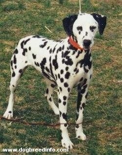 Molly the Dalmatian is wearing a red collar standing outside in a field.