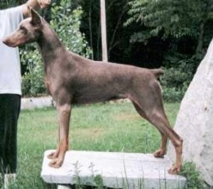 Left Profile - Wild Thing Bambi the Doberman Pinscher is posing on a rock slab with a person standing in front of him