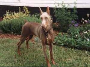 Ms. Moet the fawn Doberman Pinscher is standing in a yard in front of a house