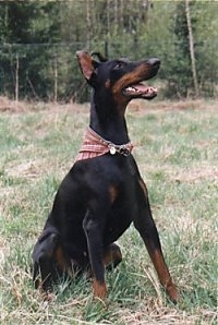 Nadia the black and tan Doberman Pinscher is wearing a red bandana and sitting in a field.