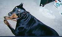 A Doberman Pinscher is laying on a floor. There is a pair of white sneakers behind him