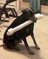 A Doberman Pinscher is sitting in a room with a large rawhide bone toy in its mouth
