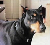 Close Up upper body shot - Doberman Pinscher standing in a house and looking forward