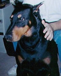 Close Up - Max the black and tan Doberman Pinscher is sitting in front of a person and looking to the left