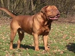 Dogue de Bordeaux is standing outside in a field. There is a lot of trees behind it. Its big mouth is open and its tongue is out and it looks happy.