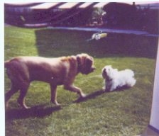 A large tan Fila Brasileiro is meeting a white toy dog who is barking at it.