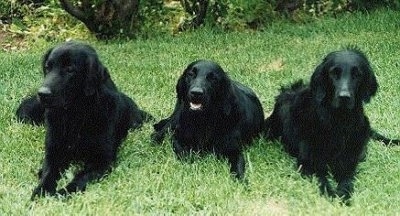 Front view - Three black Flat-Coated Retrievers are laying in a row outside in grass. The dog in the middles mouth is open and it looks like it is smiling.