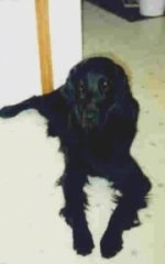 A black Flat-Coated Retriever is laying on a floor in front of a white wall