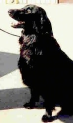 A black Flat-Coated Retriever is sitting outside in a parking lot