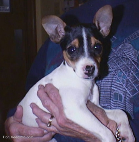 Side view - A small tricolor white, black and tan puppy with perk ears being held by a lady in a blue shirt. The dog is looking at the camera.