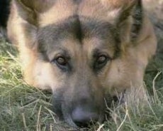 Close Up head shot - A tan with black German Shepherd is laying down in grass
