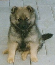 A tan and black German Spitz Puppy is sitting outside on white bricks