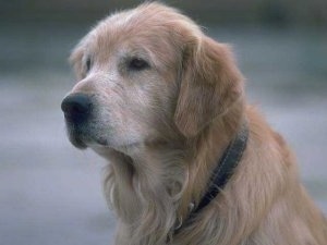 Close Up upper body shot - An old graying Golden Retriever is sitting outside and looking forward