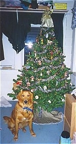 A Golden Retriever is sitting on a blue carpet next to a Christmas tree