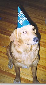 A Golden Retriever sitting on a hardwood floor wearing a blue cardboard Happy Birthday hat.