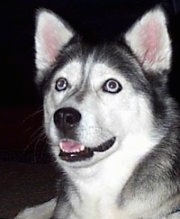 Close up head shot - A black and white Siberian Huskys mouth is slightly open, it looks like it is smiling, looking up and to the left.