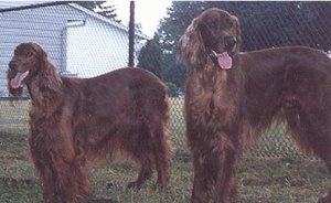 Two panting red Irish Setters are standing in grass in front of a chain link fence that has a white building behind it. 