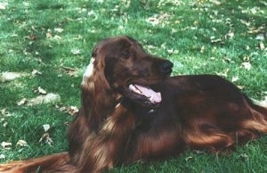 A red Irish Setter is laying in grass looking to the left with its mouth parted and tongue showing.