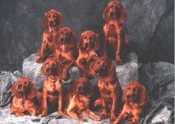 A litter of 9 red Irish Setter puppies sittting and laying in front of a gray backdrop.