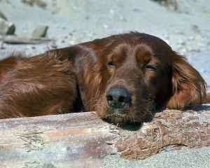 Close up upper body shot - A red Irish Setter is sleeping on a stone with sand behind it