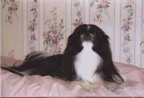 A black with white Japanese Chin is laying on a human's pink bed and looking up. There is flowered wall paper on the wall behind it.