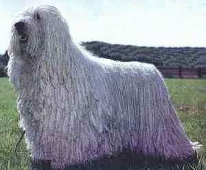 http://www.dogbreedinfo.com/images/komondor.jpg