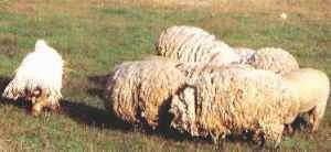 A muddy white Komondor is running around a flock of sheep