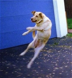 Action shot of dog in mid-air - A yellow Labrador Retriever is jumping in the air in front of a blue garage door.