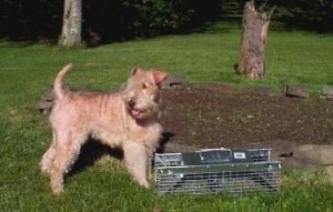 A tan Lakeland Terrier is standing in grass. There is a metal animal trap in the grass in front of it. There is an empty circular flower garden next to it with two trees in the distance.