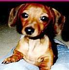 Close Up - Sarah the brown Dachshund puppy is laying in between a persons legs