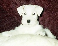 A white Miniature Schnauzer puppy is laying on its belly on a red couch.