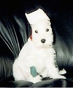 A white Miniature Schnauzer puppy is sitting on a black leather couch and its ears are taped up.