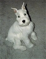 A white Miniature Schnauzer puppy is sitting on a tan carpet looking up.