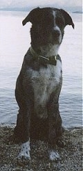 Mongrel = Mixed Breed Dogs Mutt or Mutts
