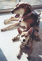 Mongrel = Mixed Breed Dogs Mutt or Mutts