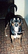 A large breed, drop eared, black and tan with white Doberman/Boxer mix is standing on a brown and tan linoleum floor in front of a doorway and looking up.