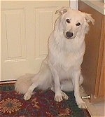 A large breed, medium-haired white mixed breed dog is sitting on a rug against a door.