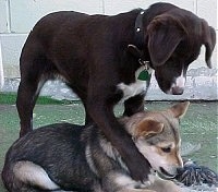 Mongrel = Mixed Breed Dogs Mutt or Mutts